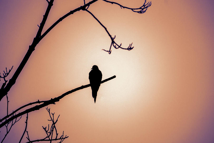 Mourning Dove Silhouette - Dawn Photograph by Jason Fink