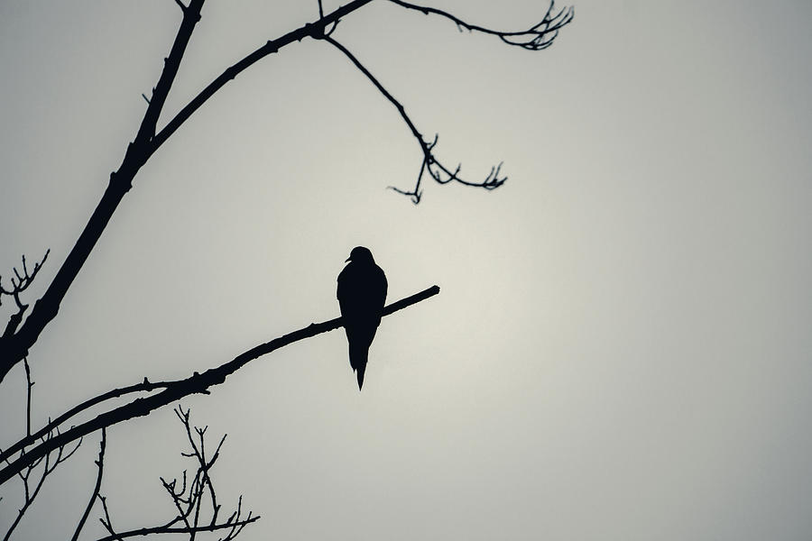 Mourning Dove Silhouette - Dense Fog Photograph by Jason Fink