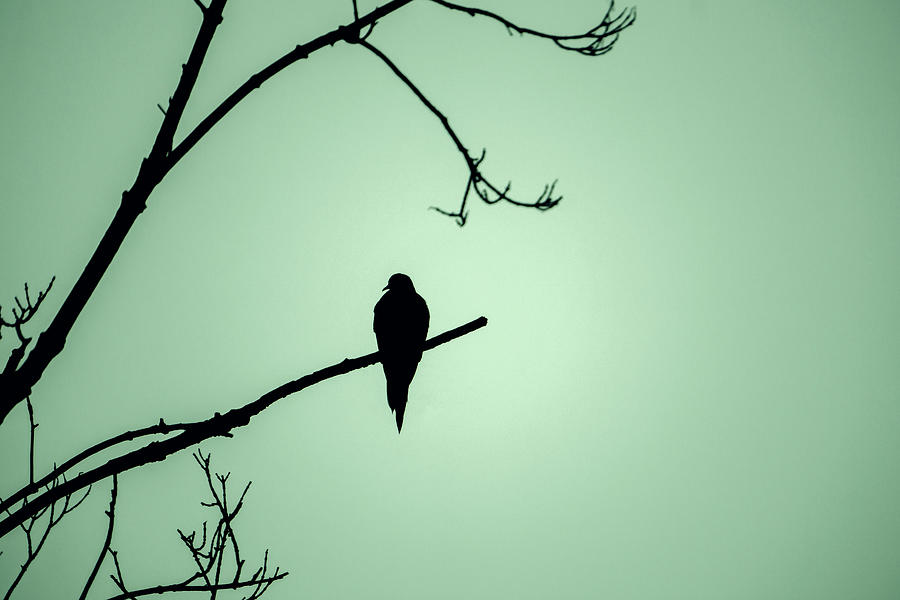 Mourning Dove Silhouette - Light Green Photograph by Jason Fink