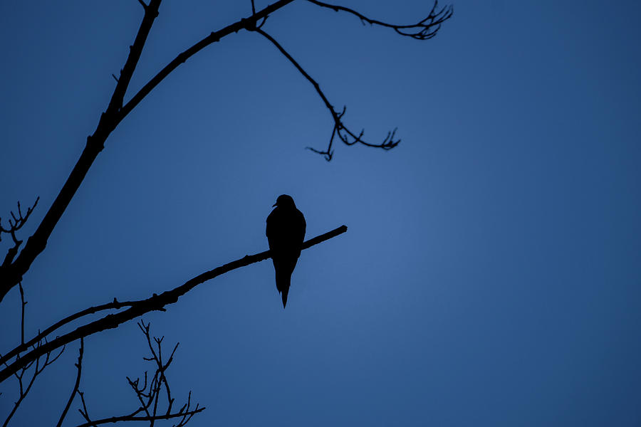 Mourning Dove Silhouette - Midnight Photograph by Jason Fink