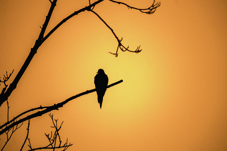 Mourning Dove Silhouette - Sunset Photograph by Jason Fink