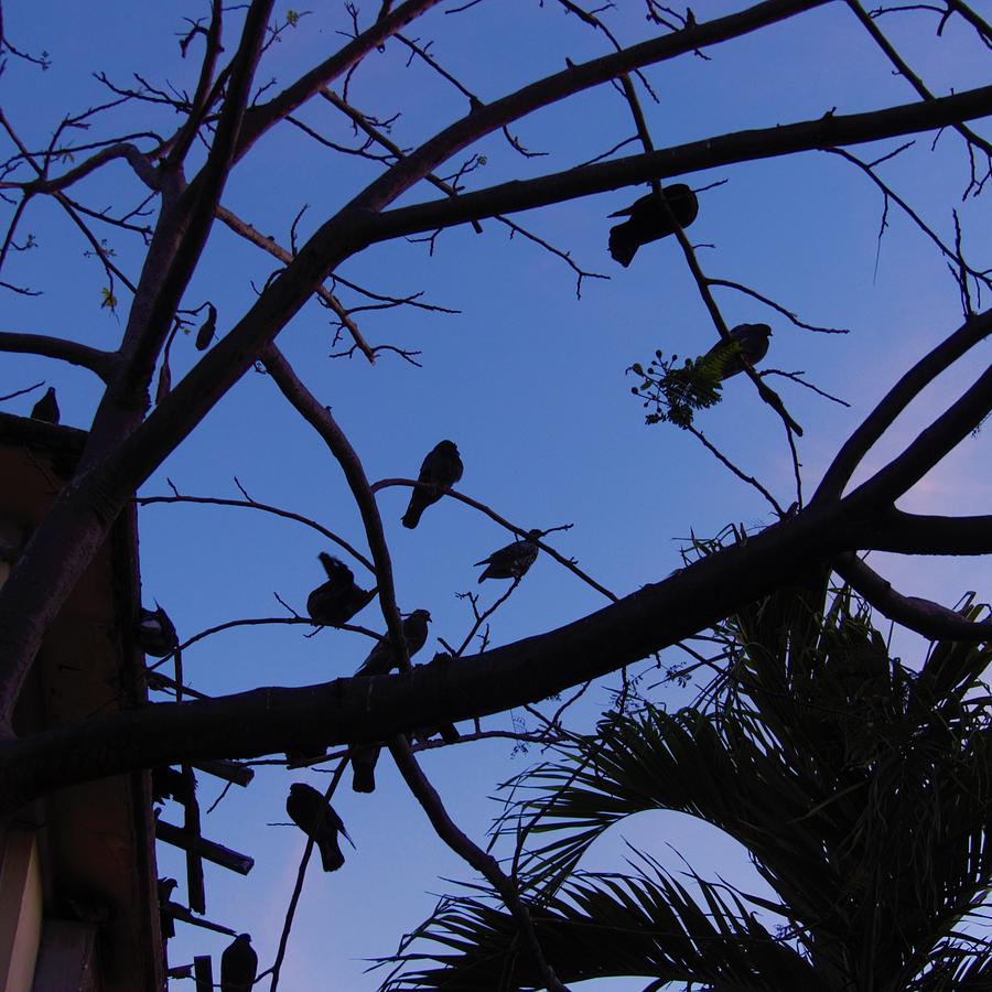 Bird Silhouettes Photograph by Rosanne Licciardi