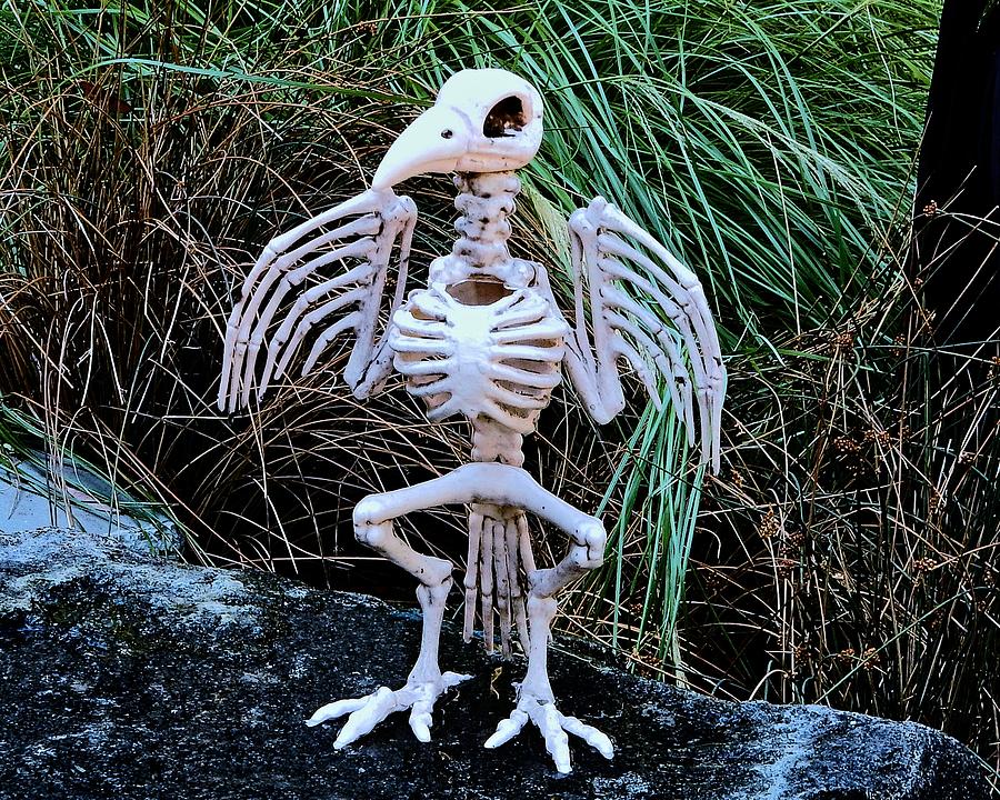 Bird Skeleton Photograph by Andrew Lawrence