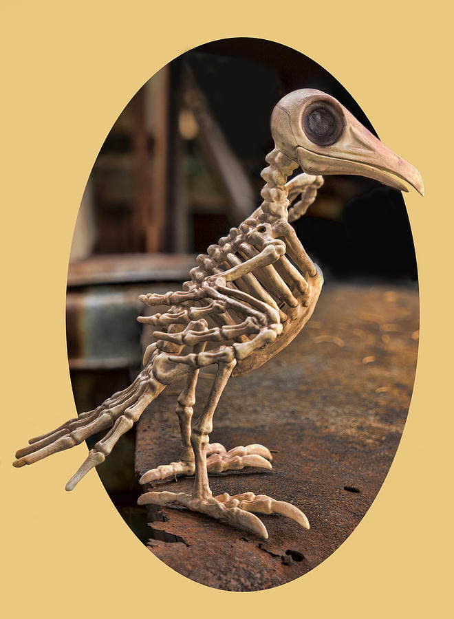 Halloween Photograph - Bird Skeleton - Hood Ornament - Transparent by Nikolyn McDonald