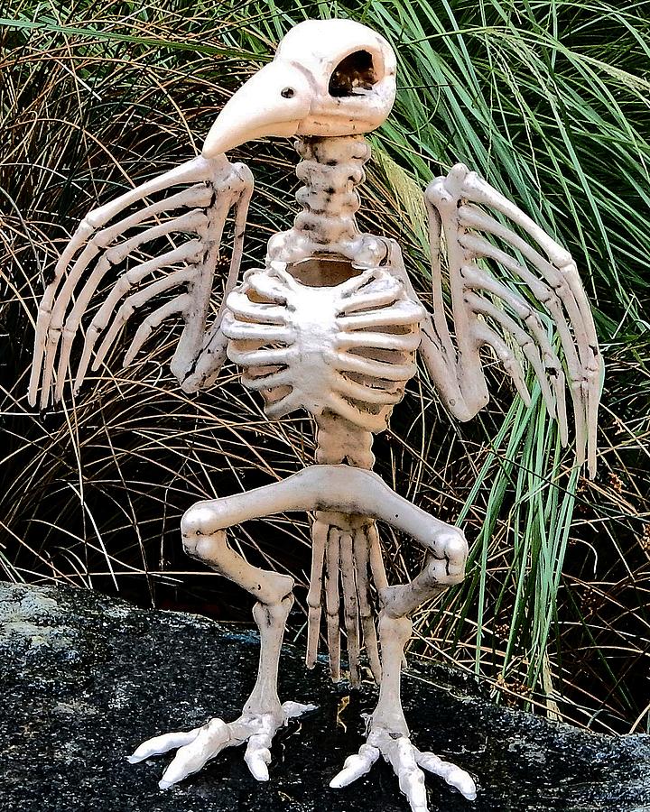 Bird Skeleton Portrait Photograph by Andrew Lawrence