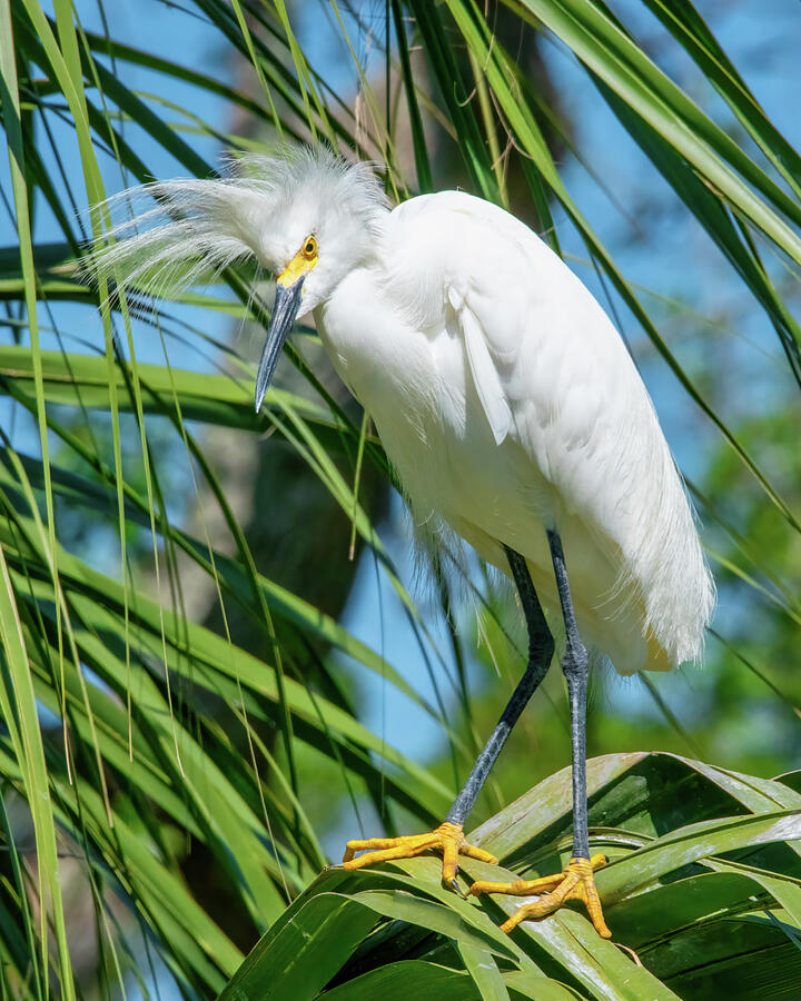 Nature Photograph - Bird - Snowy Egret - St Augustine FL by John Kirkland