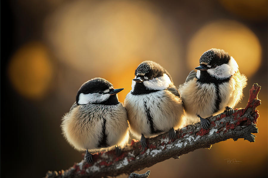 Bird social media Photograph by Bill Posner