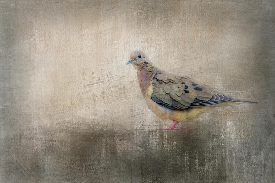 Bird Song Digital Art by Terry Davis
