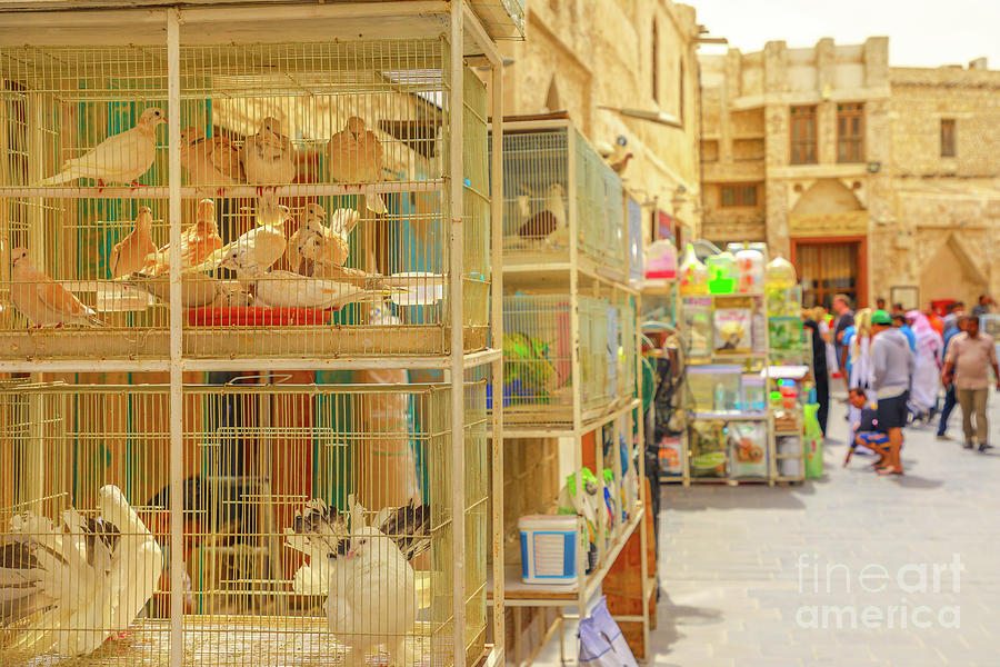 Bird Souq Doha Photograph by Benny Marty