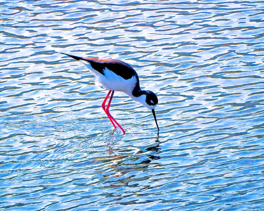 Bird Stilt Photograph by Andrew Lawrence