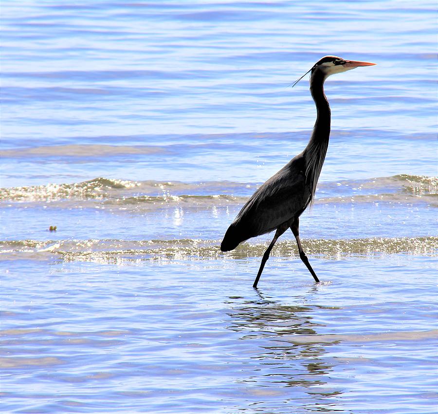 Bird Stroll at the Beach Photograph by Cheryll Root - Fine Art America