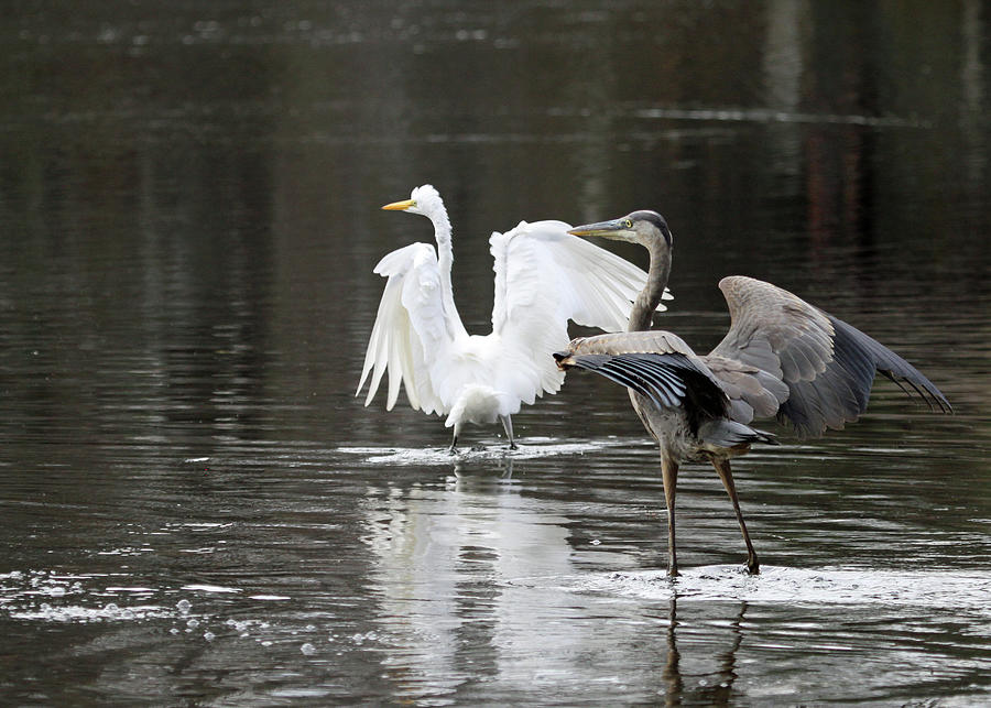 Bird Strut Dance Photograph by Ronnie Corn - Fine Art America