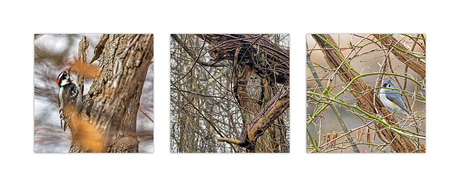 Bird Triptych Photograph