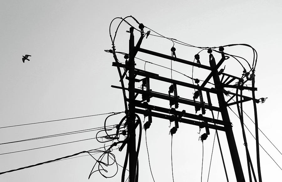 Bird vs Electric Tower in Monochrome Photograph by Prakash Ghai