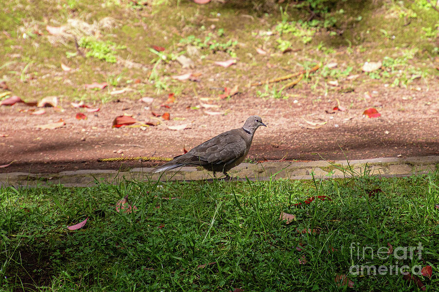 Pigeon Photograph - Bird Walking by HG Photo