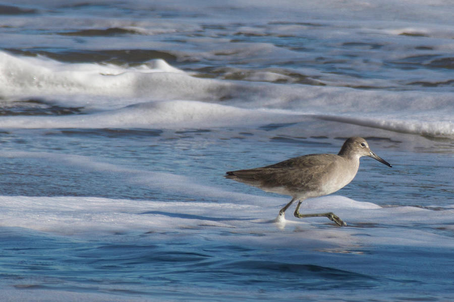 Bird Walking on Shoreline Photograph by Matthew DeGrushe