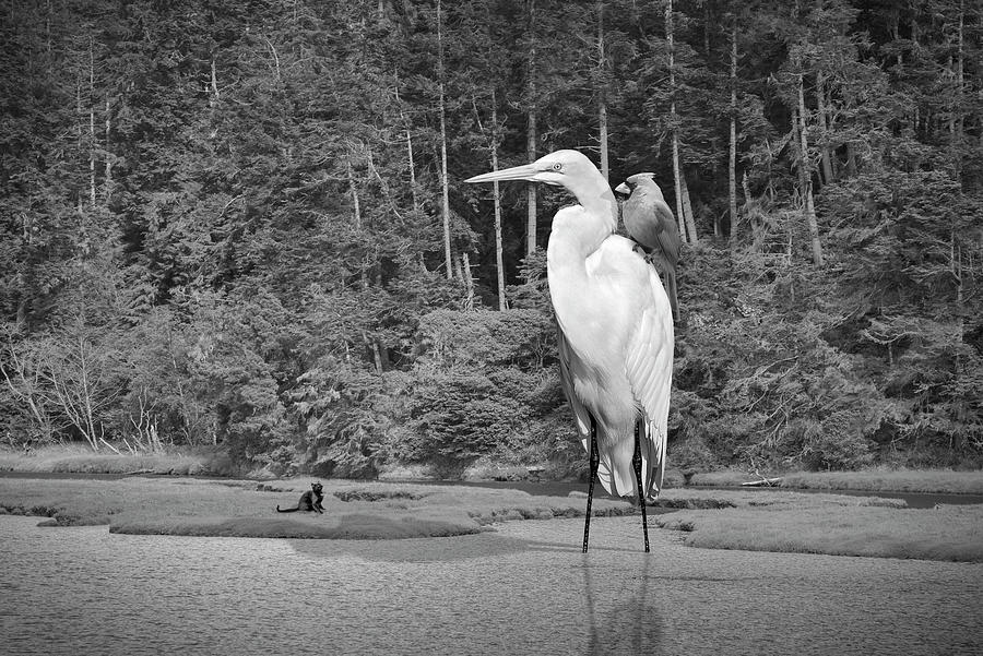 Bird Watcher BW Photograph by Perry Hambright