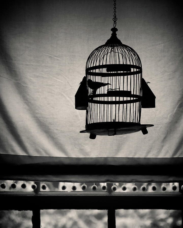 Vintage Photograph - Birdcage by Dave Bowman