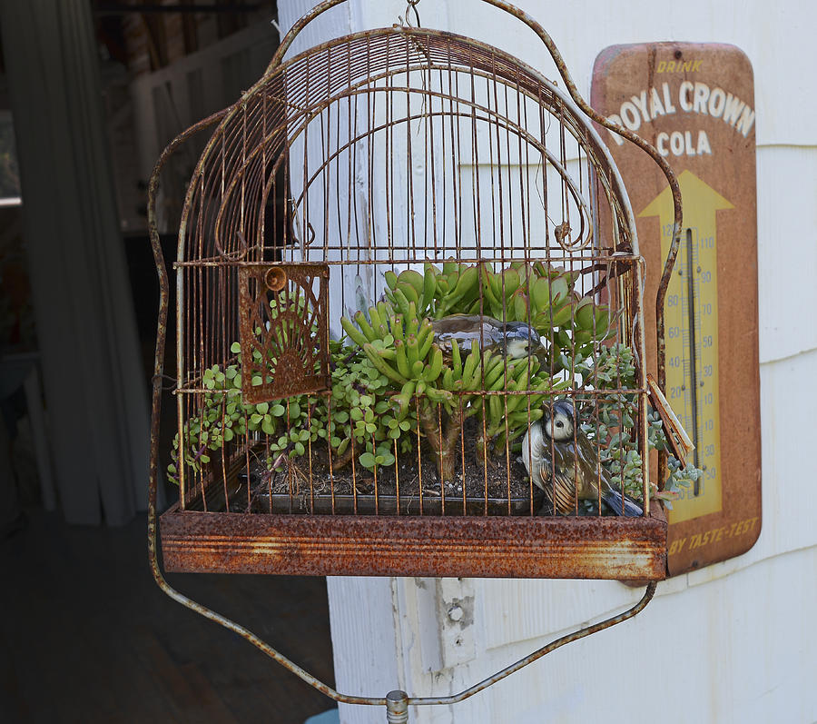 Birdcage planter Photograph by Deb Perry