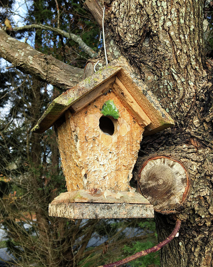 Birdhouse Home For The Holidays Photograph by Bill Swartwout