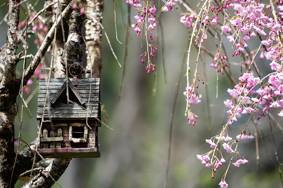 Birdhouse in a Cherry Tree Photograph by Denise Kopko