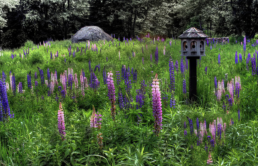 Birdhouse in the Lupine Photograph by Wayne King