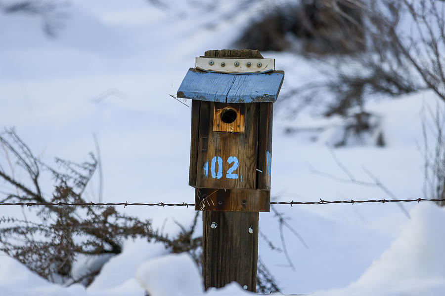Birdhouse In The Snow Photograph