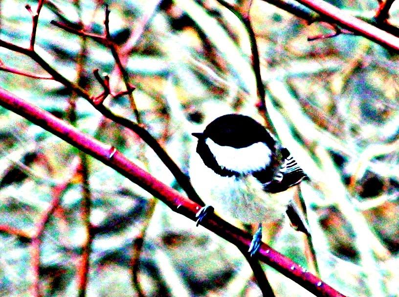 Birdie birdie Photograph by Valerie Greene