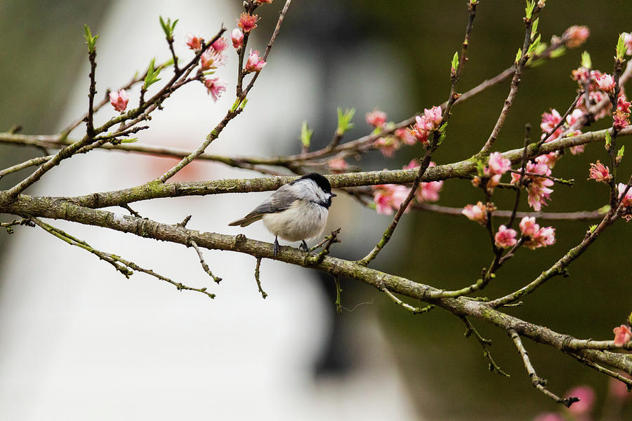 Birdie in Spring Photograph by Rachel Morrison