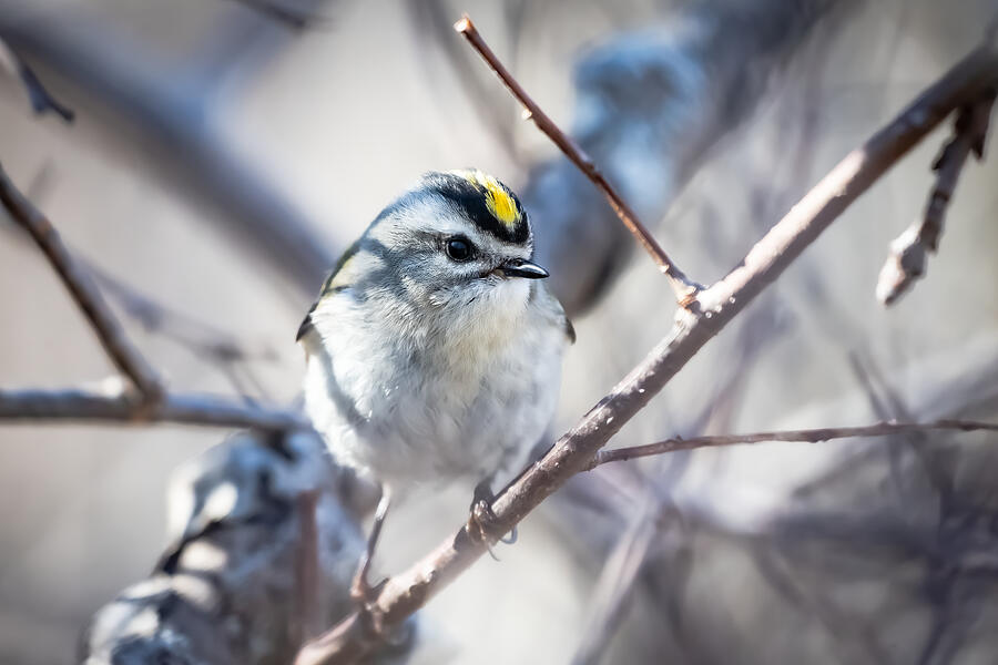 Birding Hits and Misses Photograph by Linda Bonaccorsi Birding Hits and Misses Photograph by Linda Bonaccorsi