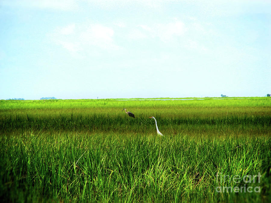 Birding in the Marsh Photograph by Theresa Fairchild