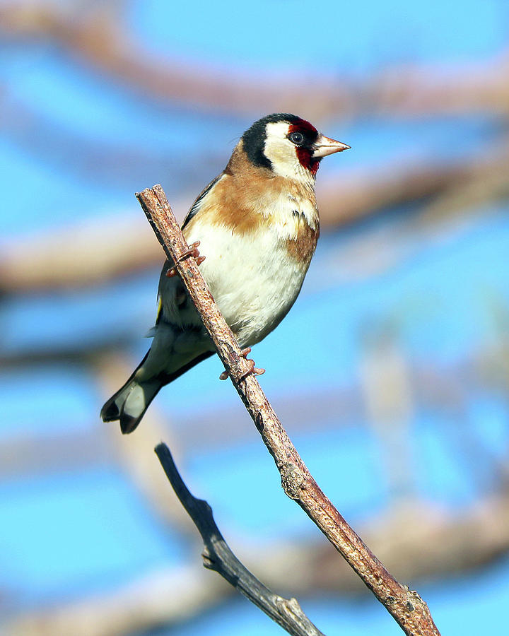 Birds 29 Photograph by Eric Pengelly