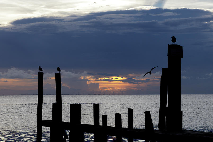 Birds, a Bay, and Sunset Photograph by Steve Templeton
