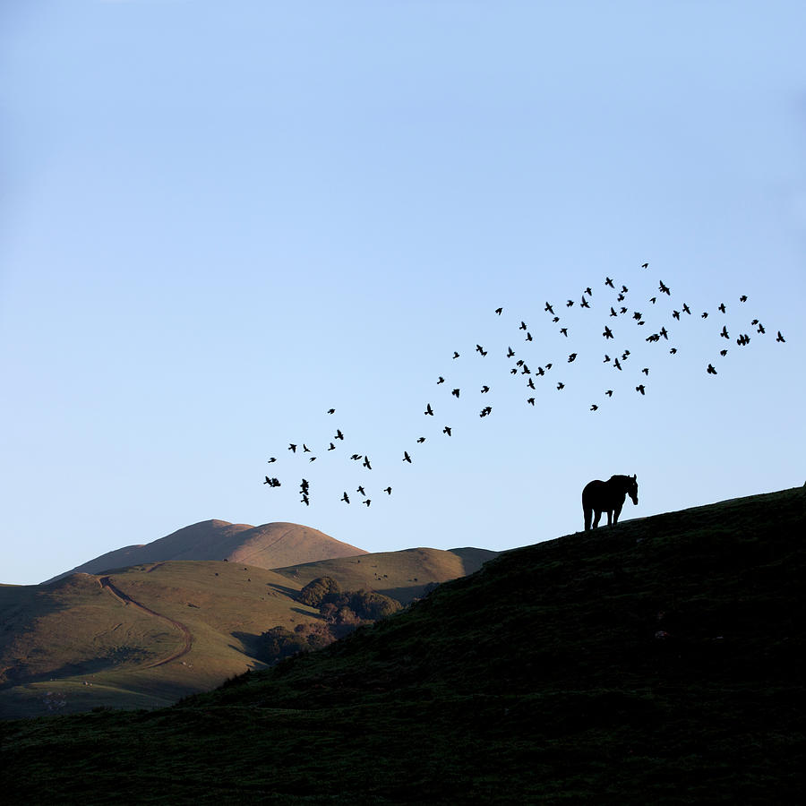 Birds above pasture Photograph by Donald Kinney