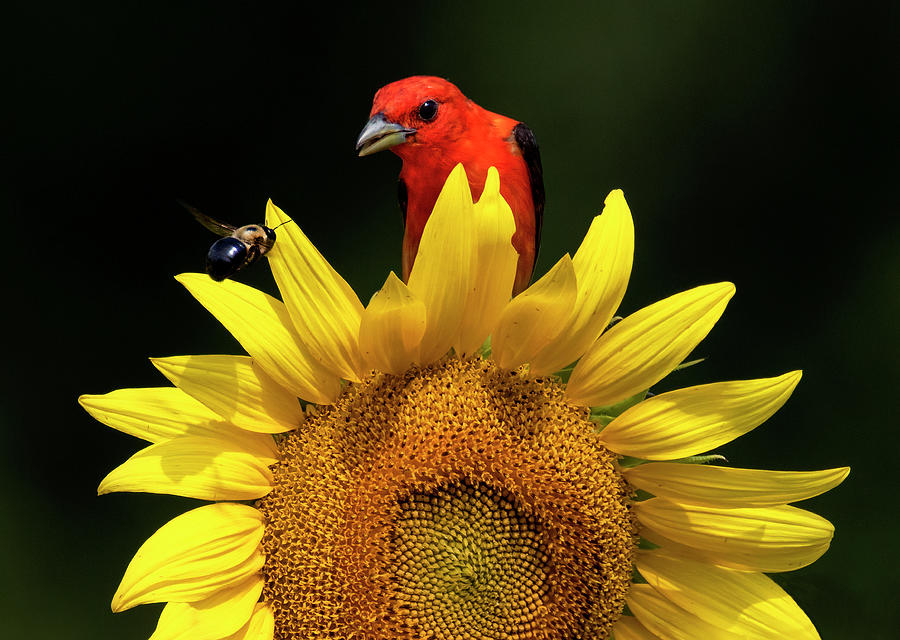 Birds and Bees Photograph by Art Cole