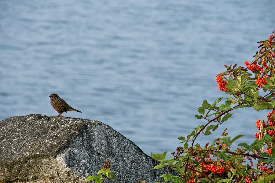 Birds And Berries Photograph by Chuck Burdick