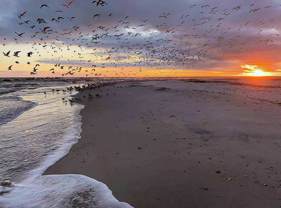 Birds and Sun on the Rise, Fort Clinch State Park, Florida Photograph by Dawna Moore Photography