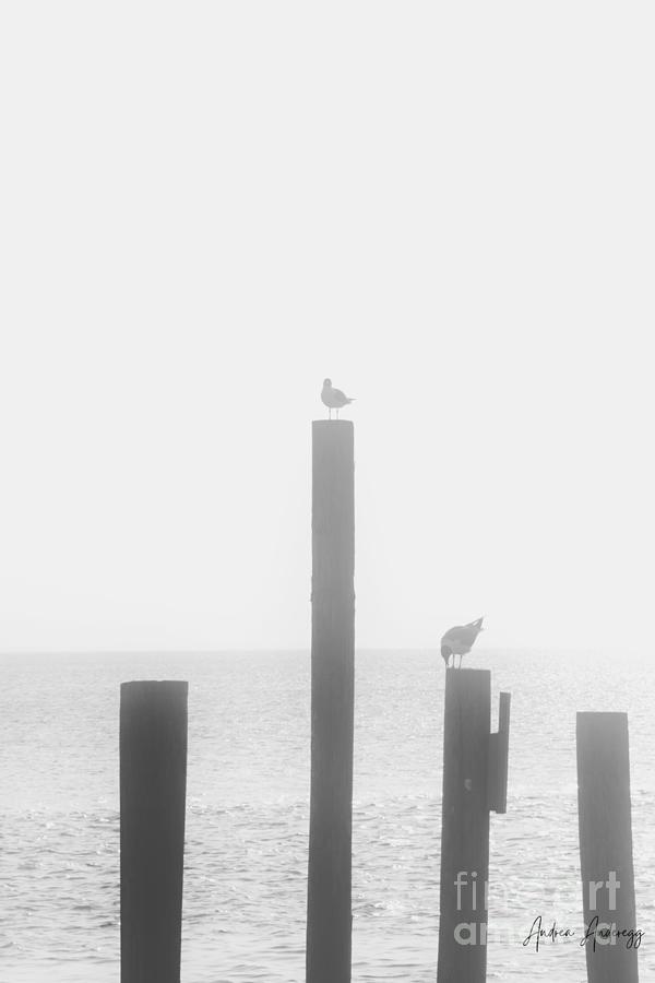 Birds  Photograph by Andrea Anderegg