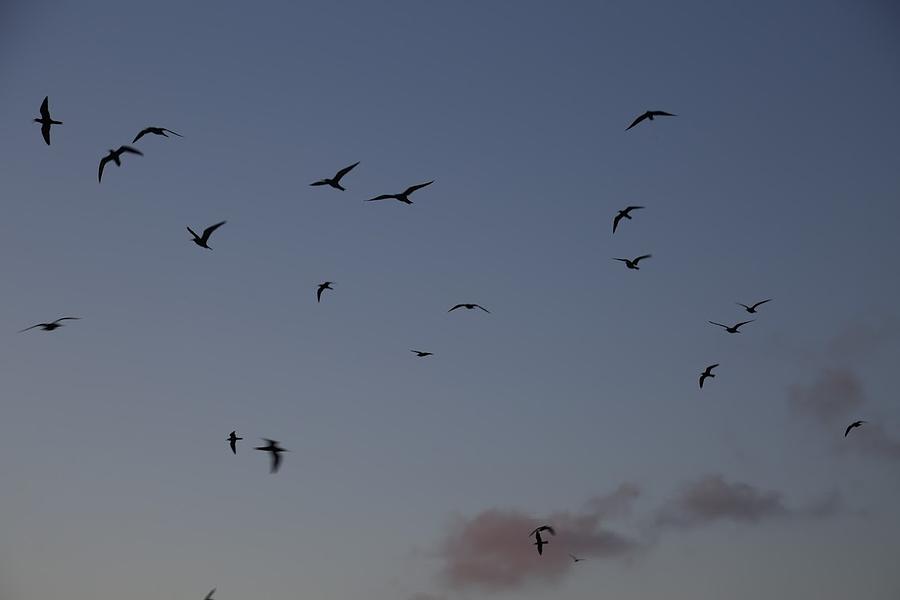 Birds at disk Photograph by Ryan Gillan - Fine Art America