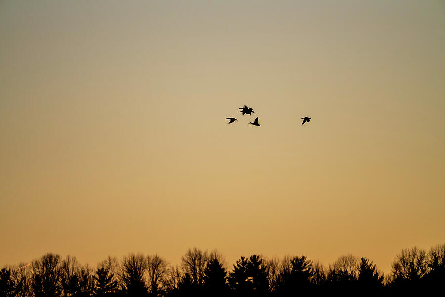 Sunset Photograph - Birds at Dusk by Paul Baechtold