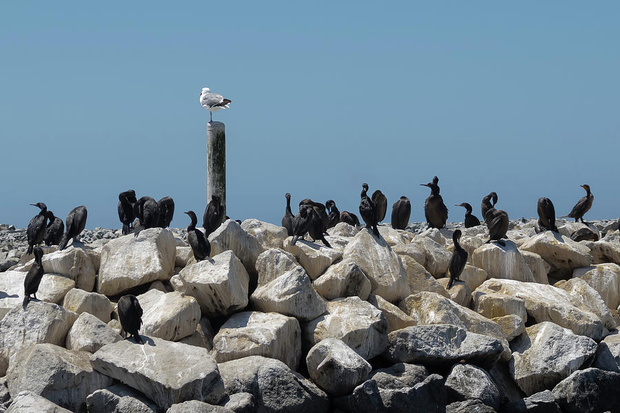 Birds at Moss Landing Harbor Photograph by Gary Geddes