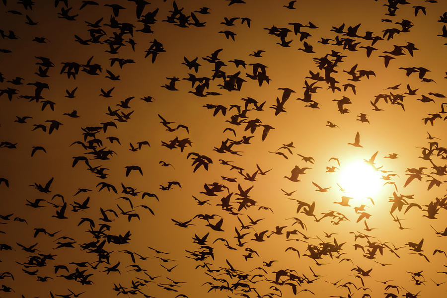 Birds at sunrise Photograph by Nicole Young