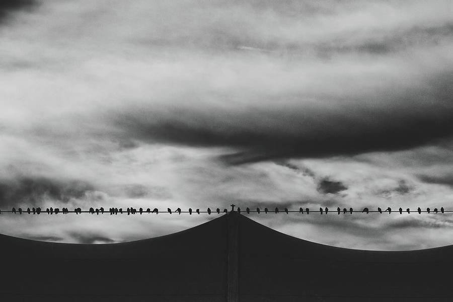 Birds Photograph by Bob Orsillo