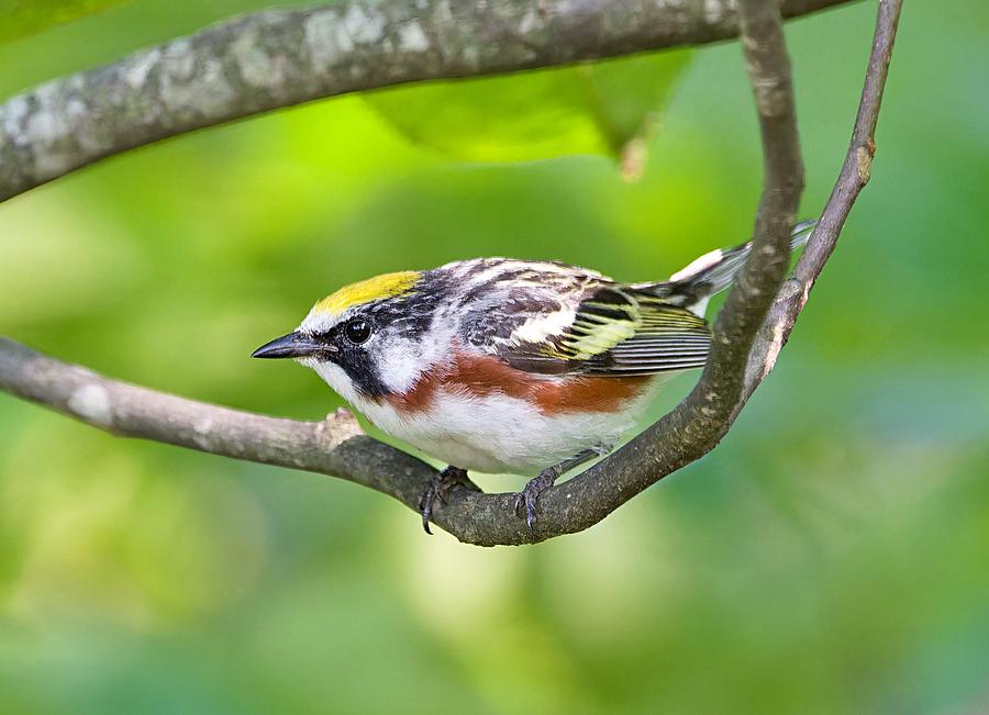 Chesnut Sided Warbler Photograph by Photobuphs Nature Photography Chesnut Sided Warbler Photograph by Photobuphs Nature Photography