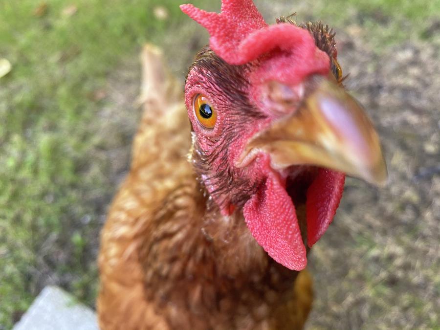 Birds Eye Photograph by Anita Fox - Fine Art America