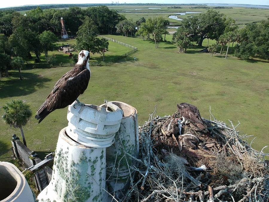 Birds eye of Osprey Nest Photograph by Ed Stokes