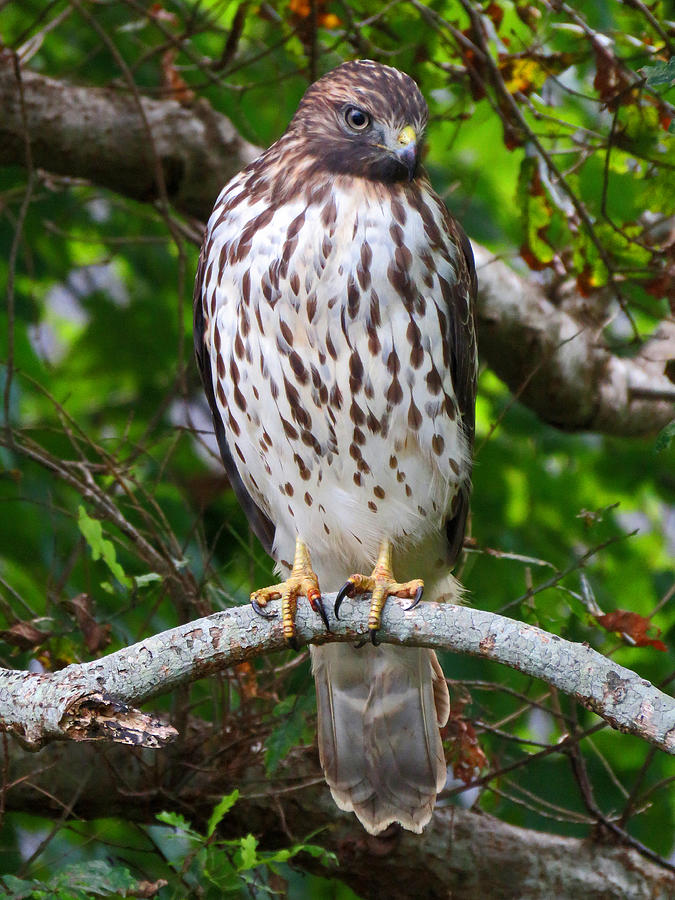 Bird's Eye View Photograph By Dianne Cowen Cape Cod Photography - Fine ...