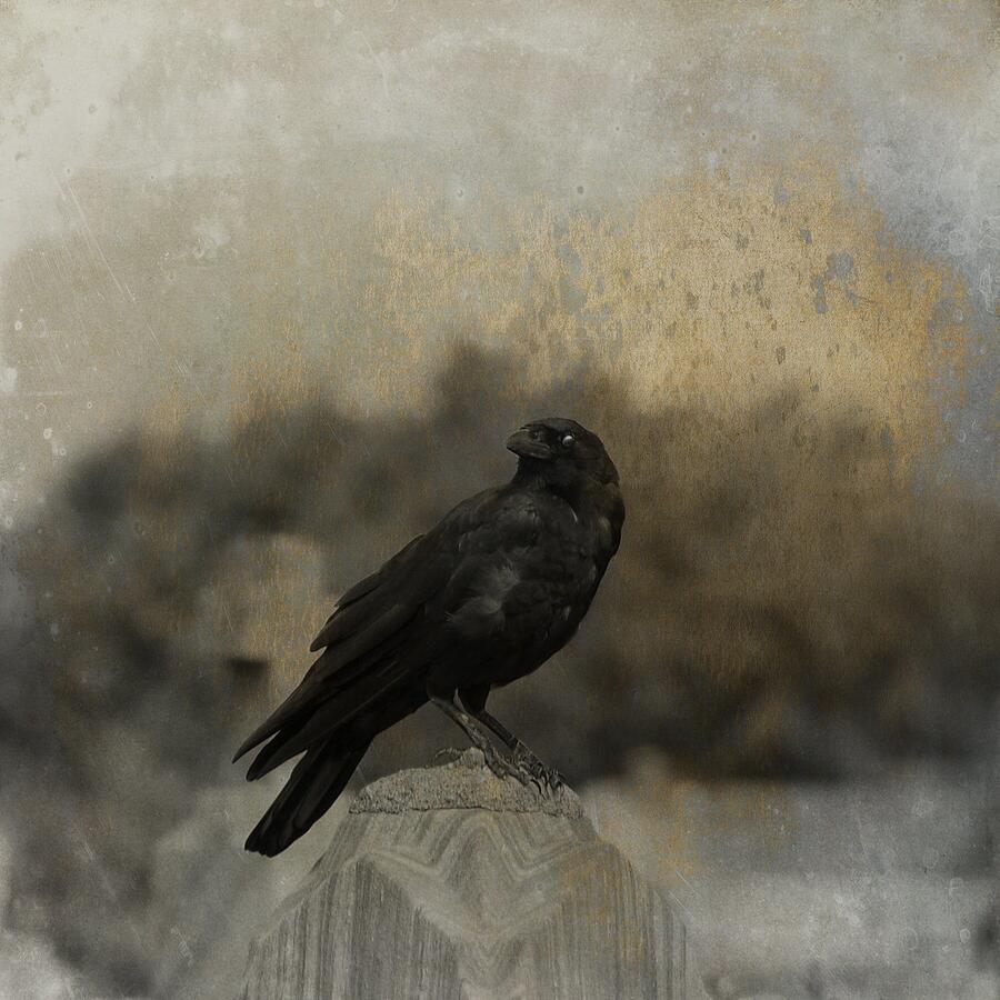 Crow Photograph - Birds Eye View by Gothicrow Images