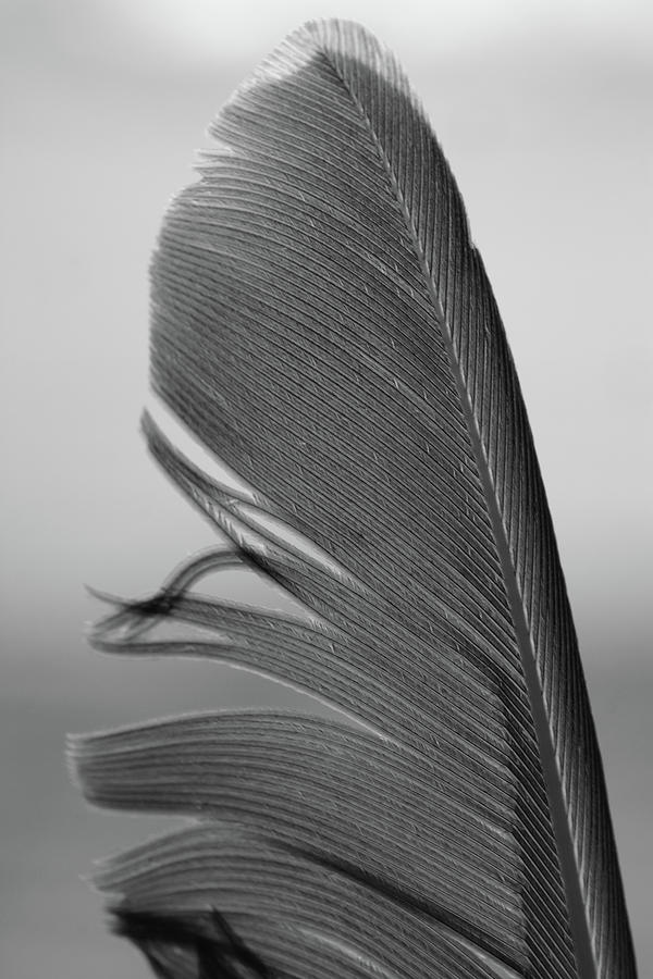Birds feather  Photograph by Mike Fusaro