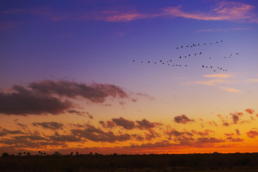 Birds flying in formation in dramatic sunset sky Photograph by Jacobs Stock Photography Ltd